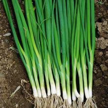 Load image into Gallery viewer, Urban Garden Seed Kit (12 packets inside)