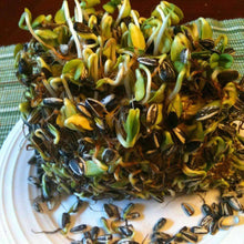 Load image into Gallery viewer, Organic Sunflower Sprouting Seeds (8 ounces)