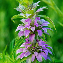 Load image into Gallery viewer, Herbal Tea Garden Seed Kit (8 packets inside)