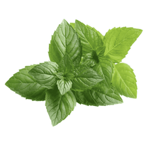 Load image into Gallery viewer, Natural Tooth Powder - Mint Flavor (1 ounce)
