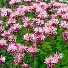 Load image into Gallery viewer, Herbal Tea Garden Seed Kit (8 packets inside)