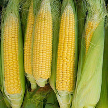 Load image into Gallery viewer, Golden Bantam - Yellow Sweet Corn Kernels (56g)