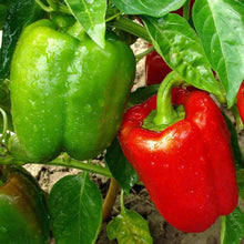 Load image into Gallery viewer, Organic California Wonder Sweet Pepper Seeds (250mg)
