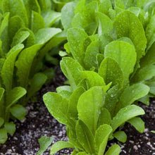 Load image into Gallery viewer, Organic Parris Island Cos - Romaine Lettuce Seeds (500mg)