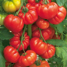Load image into Gallery viewer, Organic Beefsteak Tomato Seeds (250mg)